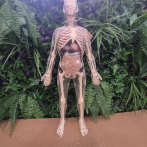Mannequin anatomique transparent vintage
